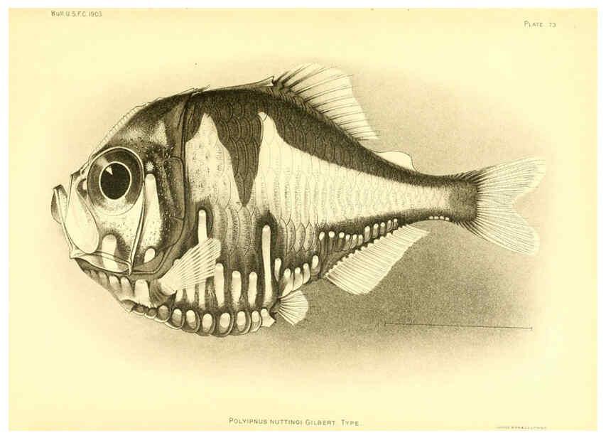 Reproducción/Reproduction 6129728915: The deep-sea fishes [of the Hawaiian Islands] Washington,Govt. Print. Off.,1905