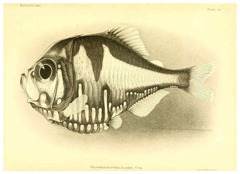 Reproducción/Reproduction 6129728915: The deep-sea fishes [of the Hawaiian Islands] Washington,Govt. Print. Off.,1905
