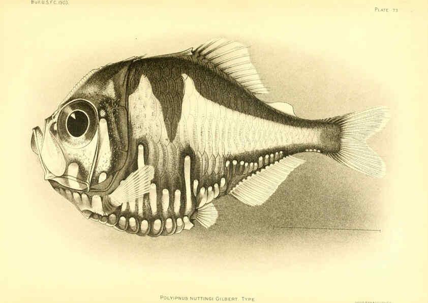 Reproducción/Reproduction 6129728915: The deep-sea fishes [of the Hawaiian Islands] Washington,Govt. Print. Off.,1905