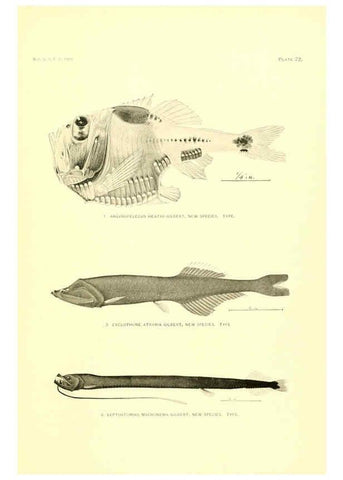 Reproducción/Reproduction 6130278838: The deep-sea fishes [of the Hawaiian Islands] Washington,Govt. Print. Off.,1905