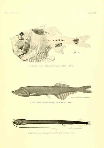 Reproducción/Reproduction 6130278838: The deep-sea fishes [of the Hawaiian Islands] Washington,Govt. Print. Off.,1905