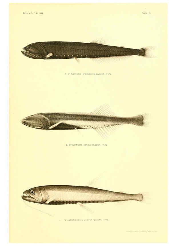 Reproducción/Reproduction 6129728471: The deep-sea fishes [of the Hawaiian Islands] Washington,Govt. Print. Off.,1905