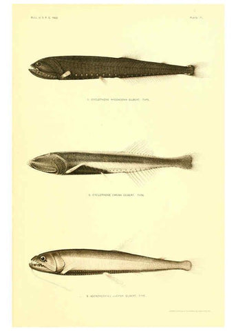 Reproducción/Reproduction 6129728471: The deep-sea fishes [of the Hawaiian Islands] Washington,Govt. Print. Off.,1905