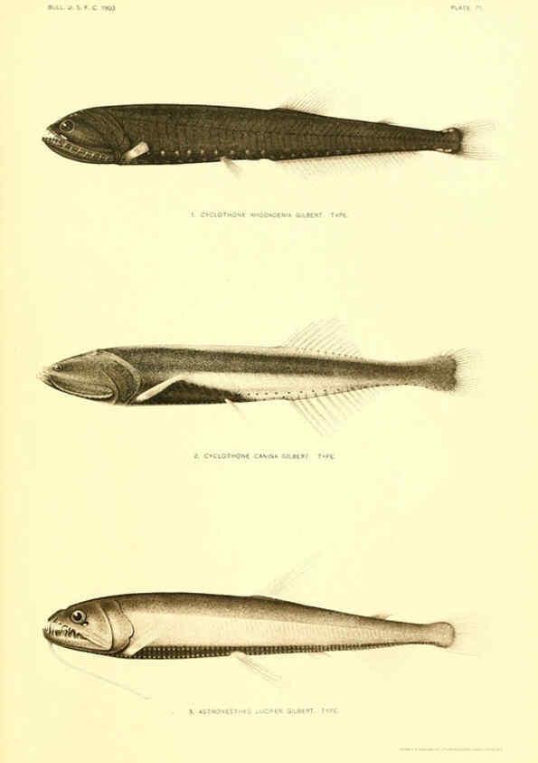 Reproducción/Reproduction 6129728471: The deep-sea fishes [of the Hawaiian Islands] Washington,Govt. Print. Off.,1905