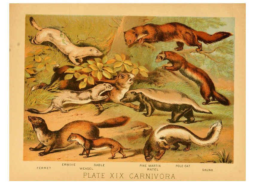 Reproducción/Reproduction 6130246236: The animal kingdom; based upon the writings of the eminent naturalists, Audubon, Wallace, Brehm, Wood and others. New York :Johnson & Bailey,1897