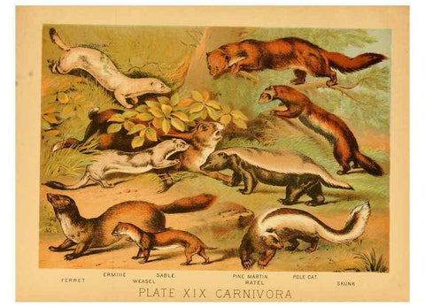 Reproducción/Reproduction 6130246236: The animal kingdom; based upon the writings of the eminent naturalists, Audubon, Wallace, Brehm, Wood and others. New York :Johnson & Bailey,1897
