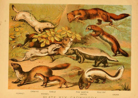 Reproducción/Reproduction 6130246236: The animal kingdom; based upon the writings of the eminent naturalists, Audubon, Wallace, Brehm, Wood and others. New York :Johnson & Bailey,1897