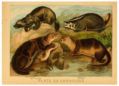 Reproducción/Reproduction 6130246502: The animal kingdom; based upon the writings of the eminent naturalists, Audubon, Wallace, Brehm, Wood and others. New York :Johnson & Bailey,1897