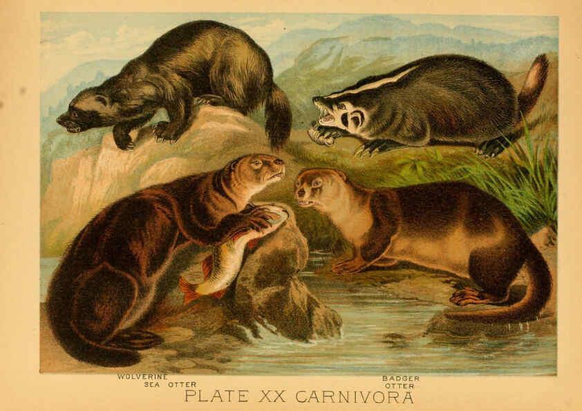 Reproducción/Reproduction 6130246502: The animal kingdom; based upon the writings of the eminent naturalists, Audubon, Wallace, Brehm, Wood and others. New York :Johnson & Bailey,1897