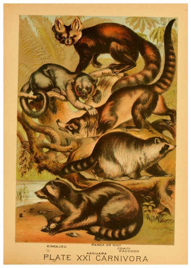 Reproducción/Reproduction 6130246776: The animal kingdom; based upon the writings of the eminent naturalists, Audubon, Wallace, Brehm, Wood and others. New York :Johnson & Bailey,1897