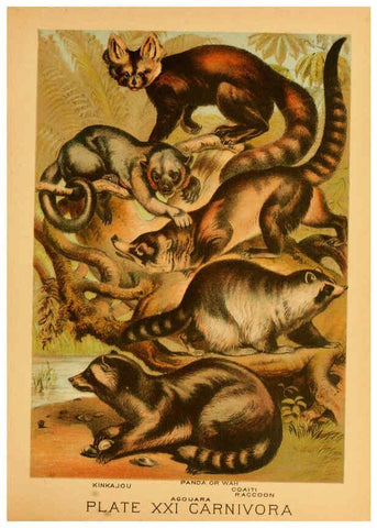 Reproducción/Reproduction 6130246776: The animal kingdom; based upon the writings of the eminent naturalists, Audubon, Wallace, Brehm, Wood and others. New York :Johnson & Bailey,1897