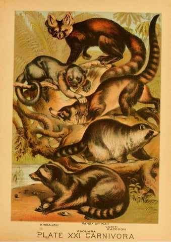 Reproducción/Reproduction 6130246776: The animal kingdom; based upon the writings of the eminent naturalists, Audubon, Wallace, Brehm, Wood and others. New York :Johnson & Bailey,1897