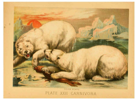Reproducción/Reproduction 6129696795: The animal kingdom; based upon the writings of the eminent naturalists, Audubon, Wallace, Brehm, Wood and others. New York :Johnson & Bailey,1897