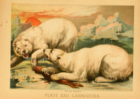Reproducción/Reproduction 6129696795: The animal kingdom; based upon the writings of the eminent naturalists, Audubon, Wallace, Brehm, Wood and others. New York :Johnson & Bailey,1897