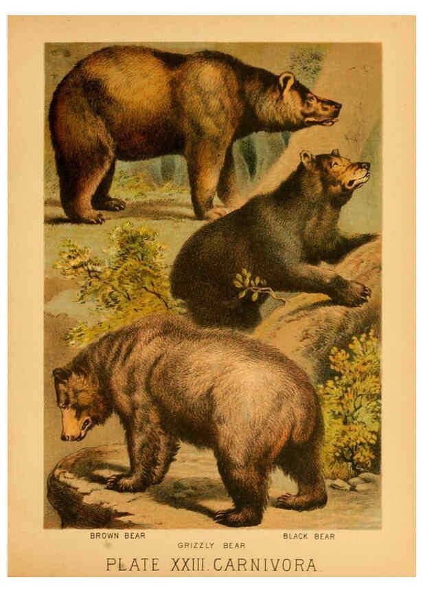 Reproducción/Reproduction 6129697019: The animal kingdom; based upon the writings of the eminent naturalists, Audubon, Wallace, Brehm, Wood and others. New York :Johnson & Bailey,1897