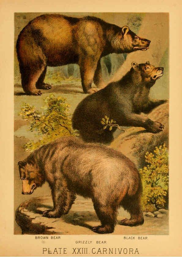 Reproducción/Reproduction 6129697019: The animal kingdom; based upon the writings of the eminent naturalists, Audubon, Wallace, Brehm, Wood and others. New York :Johnson & Bailey,1897