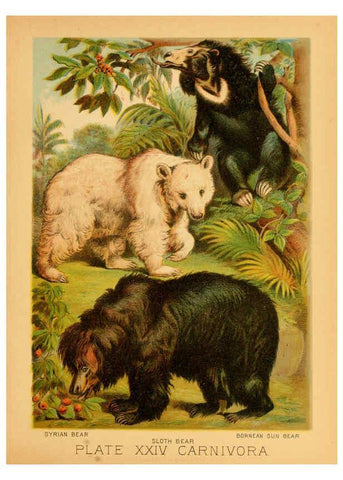 Reproducción/Reproduction 6130247436: The animal kingdom; based upon the writings of the eminent naturalists, Audubon, Wallace, Brehm, Wood and others. New York :Johnson & Bailey,1897
