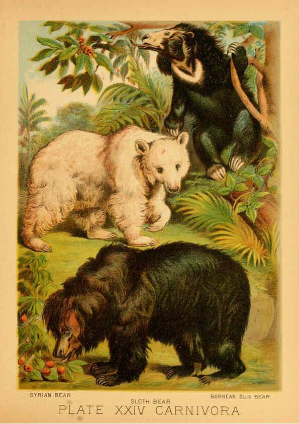 Reproducción/Reproduction 6130247436: The animal kingdom; based upon the writings of the eminent naturalists, Audubon, Wallace, Brehm, Wood and others. New York :Johnson & Bailey,1897