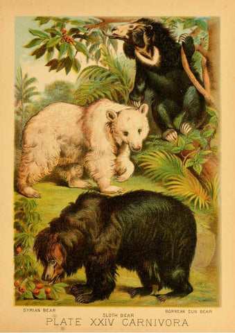 Reproducción/Reproduction 6130247436: The animal kingdom; based upon the writings of the eminent naturalists, Audubon, Wallace, Brehm, Wood and others. New York :Johnson & Bailey,1897