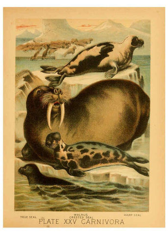 Reproducción/Reproduction 6129697471: The animal kingdom; based upon the writings of the eminent naturalists, Audubon, Wallace, Brehm, Wood and others. New York :Johnson & Bailey,1897