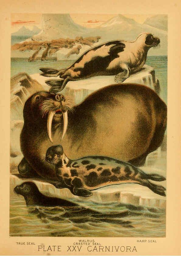 Reproducción/Reproduction 6129697471: The animal kingdom; based upon the writings of the eminent naturalists, Audubon, Wallace, Brehm, Wood and others. New York :Johnson & Bailey,1897