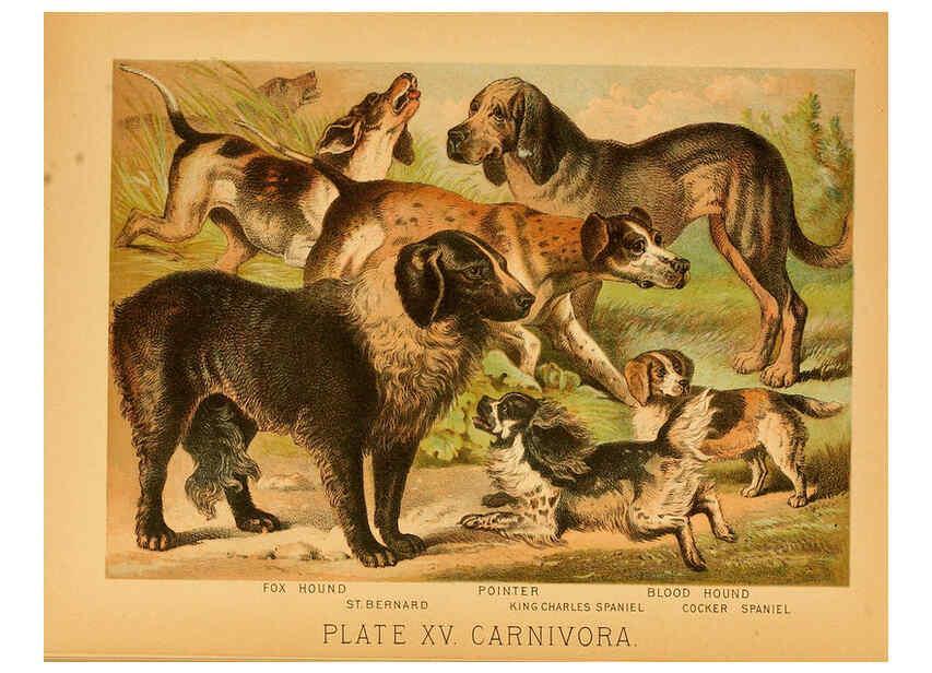 Reproducción/Reproduction 6129695577: The animal kingdom; based upon the writings of the eminent naturalists, Audubon, Wallace, Brehm, Wood and others. New York :Johnson & Bailey,1897