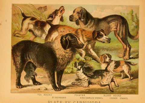 Reproducción/Reproduction 6129695577: The animal kingdom; based upon the writings of the eminent naturalists, Audubon, Wallace, Brehm, Wood and others. New York :Johnson & Bailey,1897