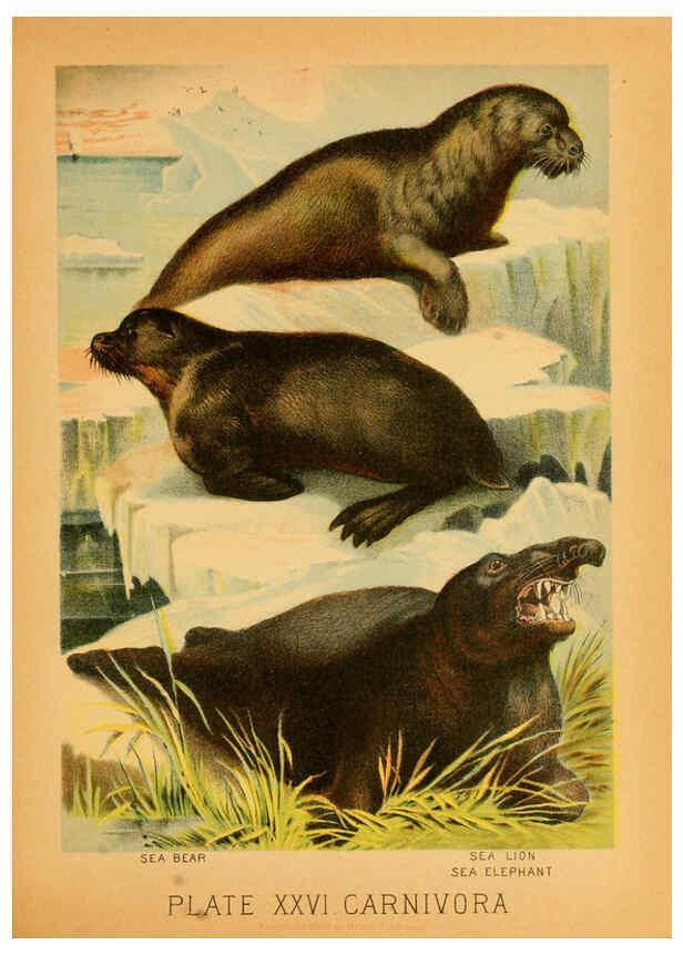 Reproducción/Reproduction 6129697755: The animal kingdom; based upon the writings of the eminent naturalists, Audubon, Wallace, Brehm, Wood and others. New York :Johnson & Bailey,1897