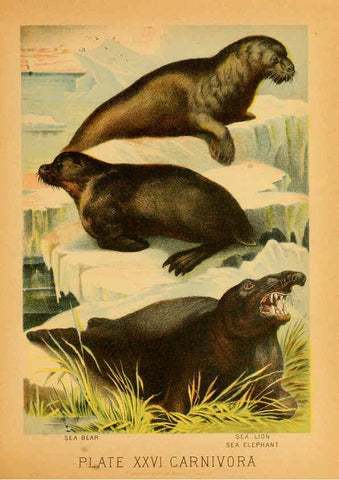Reproducción/Reproduction 6129697755: The animal kingdom; based upon the writings of the eminent naturalists, Audubon, Wallace, Brehm, Wood and others. New York :Johnson & Bailey,1897
