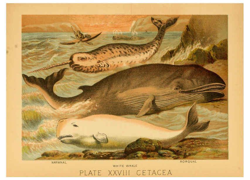 Reproducción/Reproduction 6129698053: The animal kingdom; based upon the writings of the eminent naturalists, Audubon, Wallace, Brehm, Wood and others. New York :Johnson & Bailey,1897