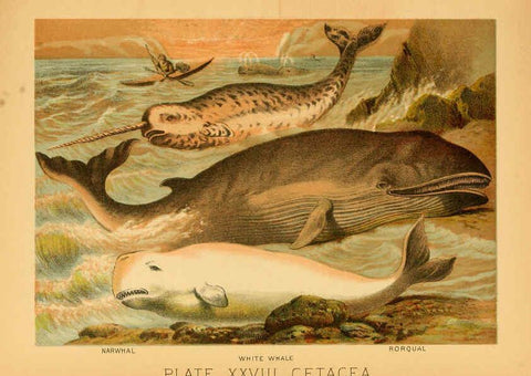 Reproducción/Reproduction 6129698053: The animal kingdom; based upon the writings of the eminent naturalists, Audubon, Wallace, Brehm, Wood and others. New York :Johnson & Bailey,1897