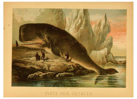 Reproducción/Reproduction 6130248654: The animal kingdom; based upon the writings of the eminent naturalists, Audubon, Wallace, Brehm, Wood and others. New York :Johnson & Bailey,1897