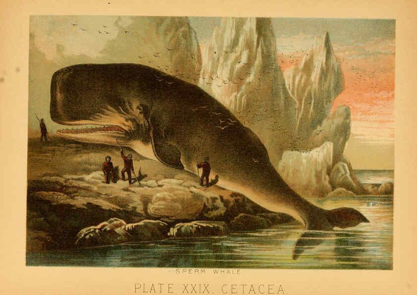 Reproducción/Reproduction 6130248654: The animal kingdom; based upon the writings of the eminent naturalists, Audubon, Wallace, Brehm, Wood and others. New York :Johnson & Bailey,1897