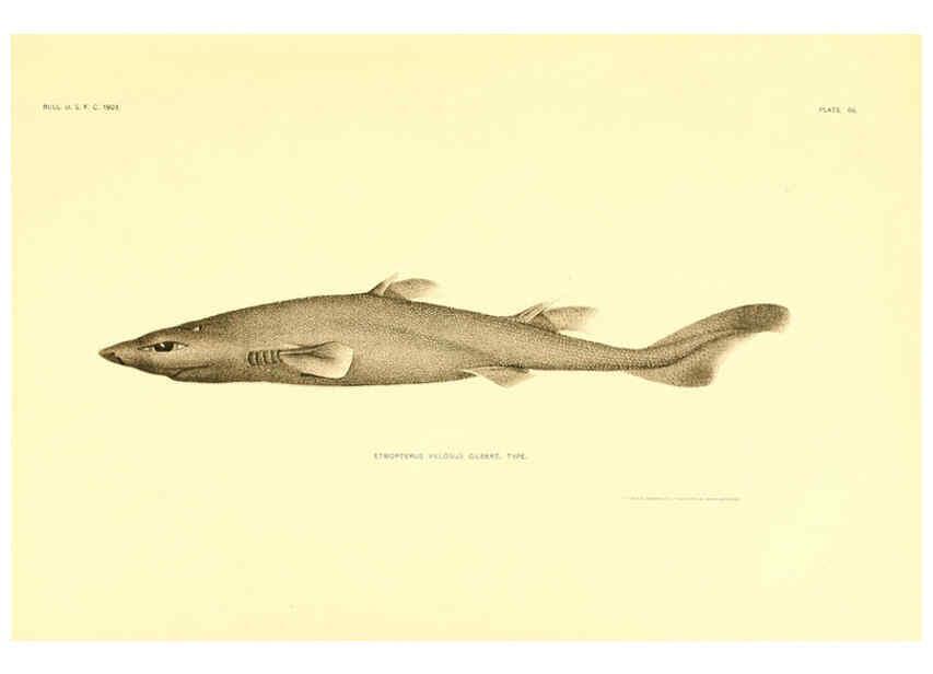 Reproducción/Reproduction 6129727383: The deep-sea fishes [of the Hawaiian Islands] Washington,Govt. Print. Off.,1905