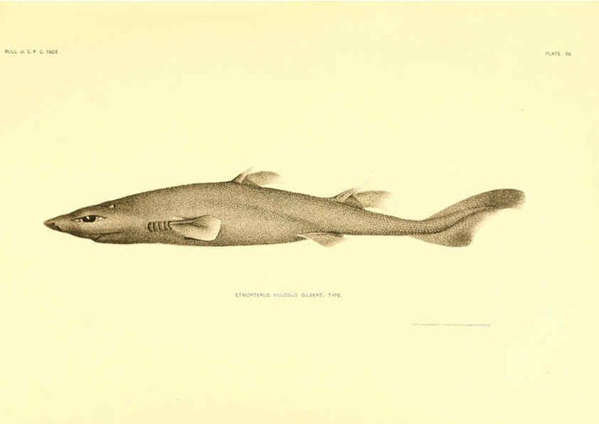 Reproducción/Reproduction 6129727383: The deep-sea fishes [of the Hawaiian Islands] Washington,Govt. Print. Off.,1905