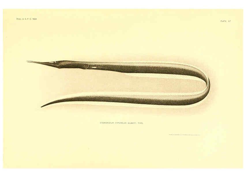 Reproducción/Reproduction 6130277702: The deep-sea fishes [of the Hawaiian Islands] Washington,Govt. Print. Off.,1905