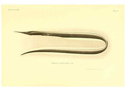 Reproducción/Reproduction 6130277702: The deep-sea fishes [of the Hawaiian Islands] Washington,Govt. Print. Off.,1905