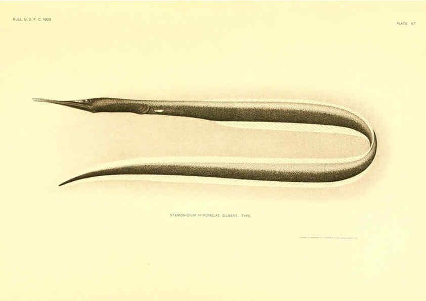 Reproducción/Reproduction 6130277702: The deep-sea fishes [of the Hawaiian Islands] Washington,Govt. Print. Off.,1905
