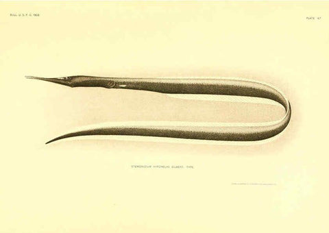 Reproducción/Reproduction 6130277702: The deep-sea fishes [of the Hawaiian Islands] Washington,Govt. Print. Off.,1905