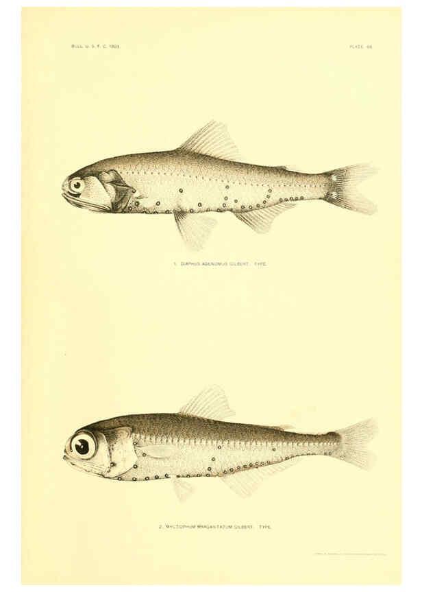 Reproducción/Reproduction 6129727843: The deep-sea fishes [of the Hawaiian Islands] Washington,Govt. Print. Off.,1905