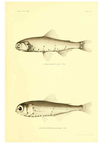 Reproducción/Reproduction 6129727843: The deep-sea fishes [of the Hawaiian Islands] Washington,Govt. Print. Off.,1905