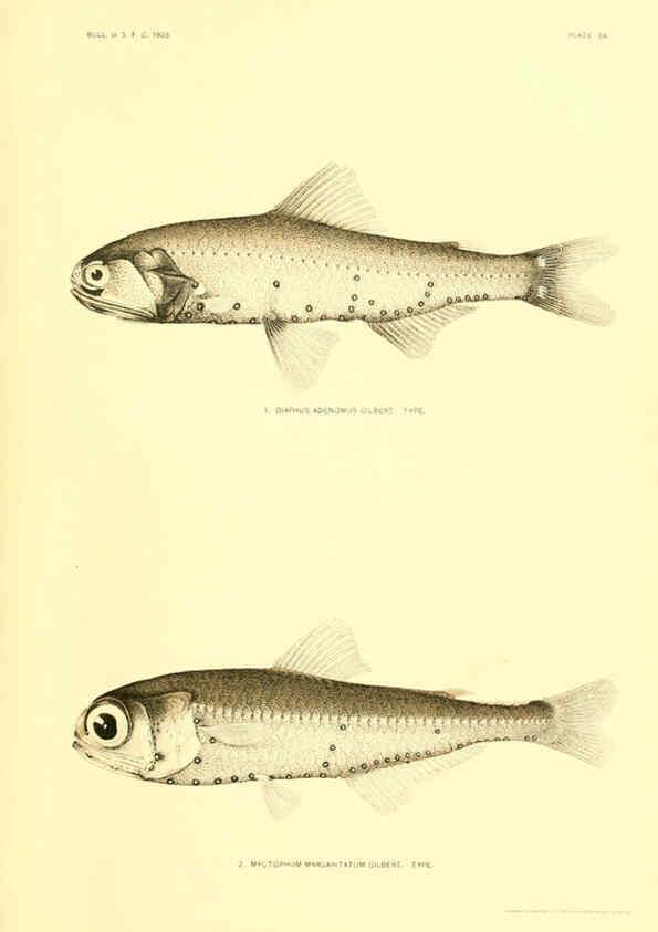 Reproducción/Reproduction 6129727843: The deep-sea fishes [of the Hawaiian Islands] Washington,Govt. Print. Off.,1905