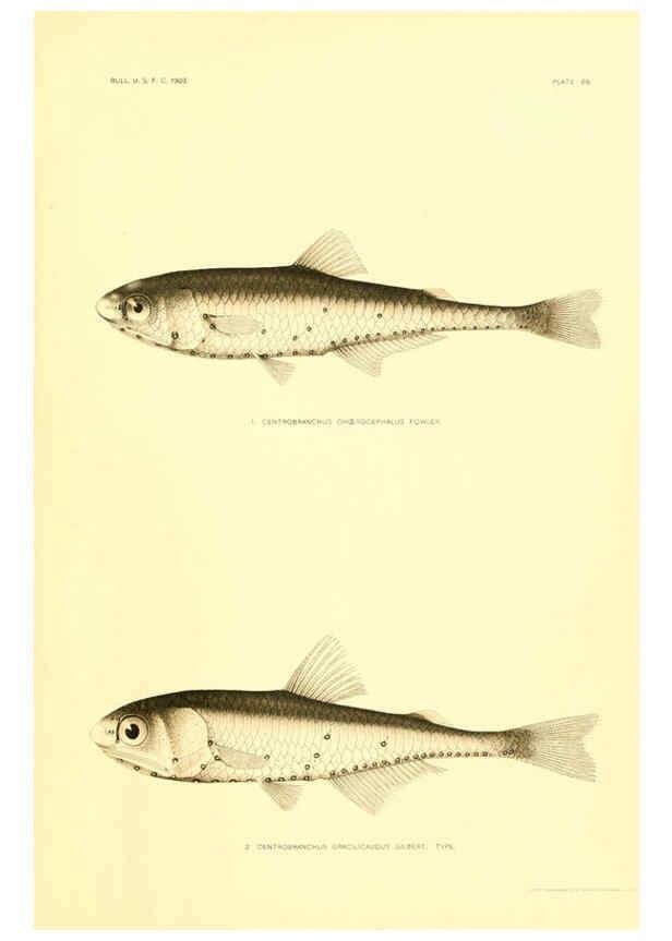 Reproducción/Reproduction 6130278102: The deep-sea fishes [of the Hawaiian Islands] Washington,Govt. Print. Off.,1905
