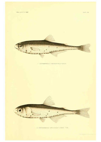 Reproducción/Reproduction 6130278102: The deep-sea fishes [of the Hawaiian Islands] Washington,Govt. Print. Off.,1905