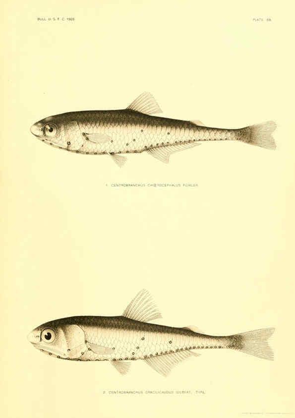 Reproducción/Reproduction 6130278102: The deep-sea fishes [of the Hawaiian Islands] Washington,Govt. Print. Off.,1905