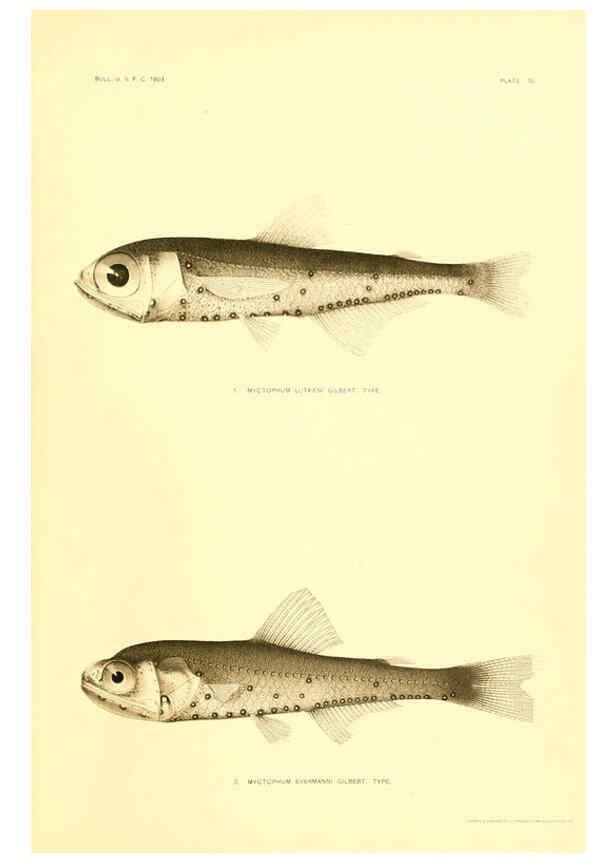 Reproducción/Reproduction 6129728311: The deep-sea fishes [of the Hawaiian Islands] Washington,Govt. Print. Off.,1905