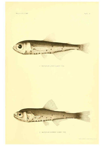 Reproducción/Reproduction 6129728311: The deep-sea fishes [of the Hawaiian Islands] Washington,Govt. Print. Off.,1905