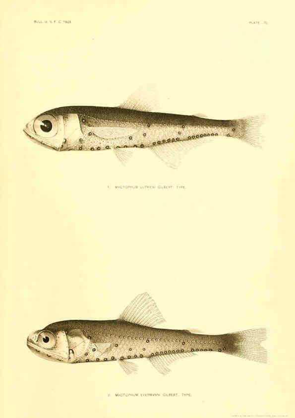 Reproducción/Reproduction 6129728311: The deep-sea fishes [of the Hawaiian Islands] Washington,Govt. Print. Off.,1905
