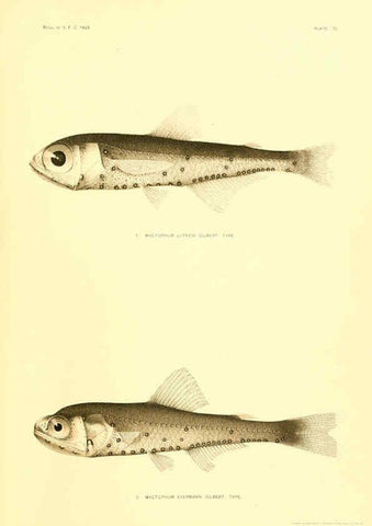 Reproducción/Reproduction 6129728311: The deep-sea fishes [of the Hawaiian Islands] Washington,Govt. Print. Off.,1905