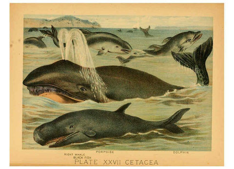 Reproducción/Reproduction 6130248178: The animal kingdom; based upon the writings of the eminent naturalists, Audubon, Wallace, Brehm, Wood and others. New York :Johnson & Bailey,1897